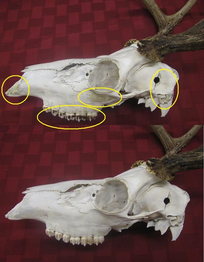 Skull cleaning revisited Forums